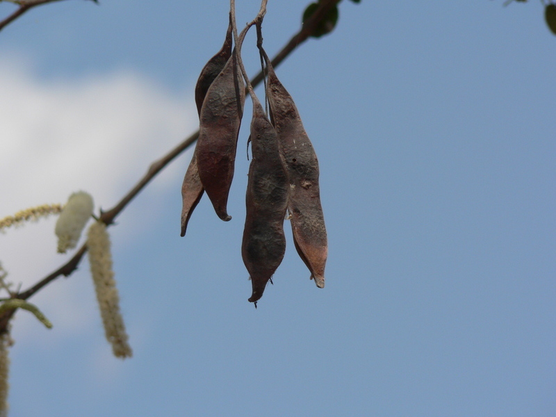 Image of <i>Acacia nigrescens</i>