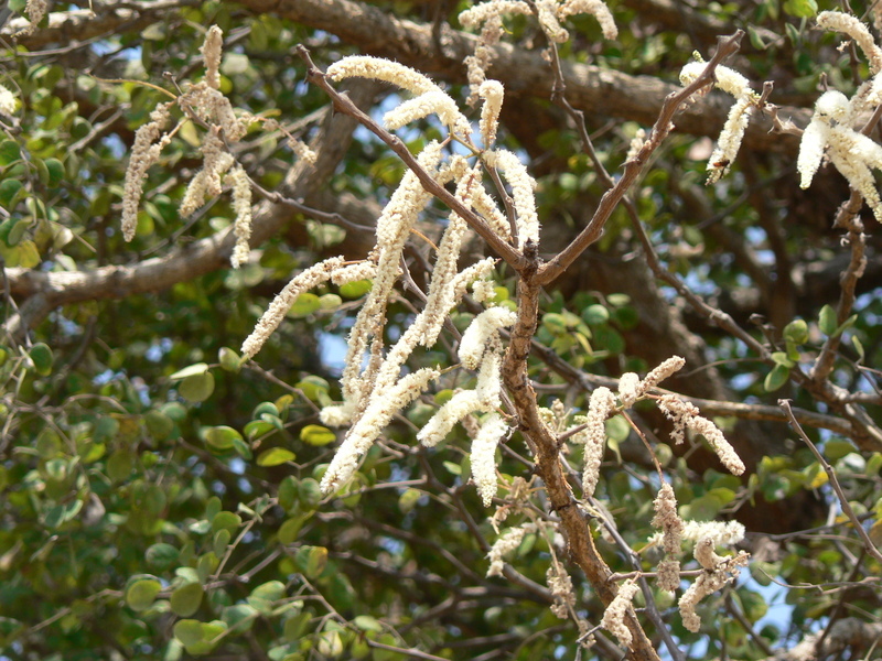 Image of <i>Acacia nigrescens</i>