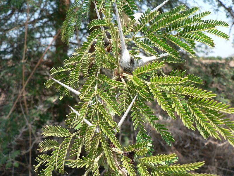 Plancia ëd <i>Acacia xanthophloea</i>