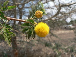 Plancia ëd <i>Acacia xanthophloea</i>