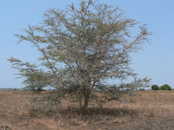 Plancia ëd <i>Acacia xanthophloea</i>