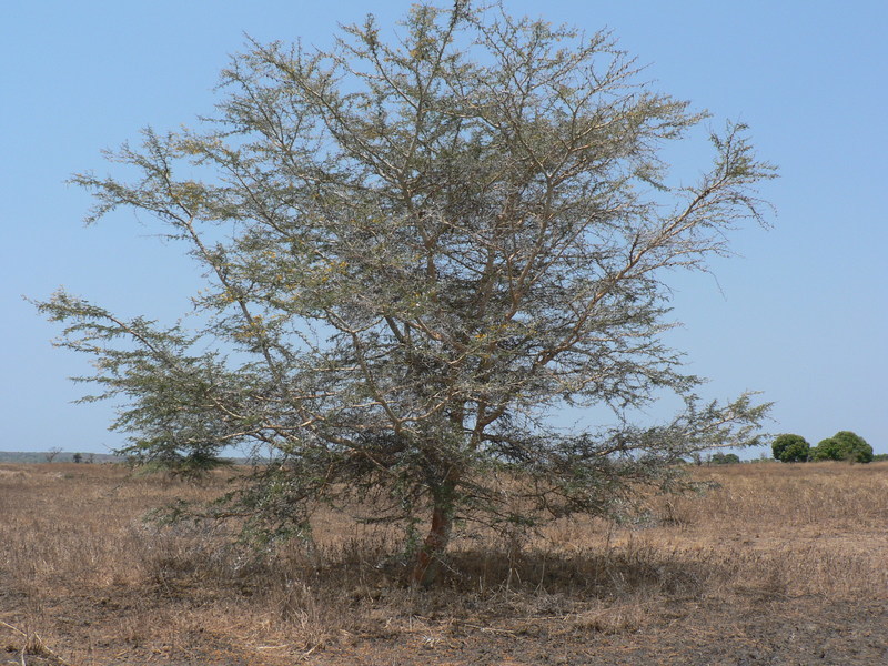 Image of <i>Acacia xanthophloea</i>