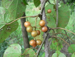 Image of Tinospora caffra (Miers) Troupin