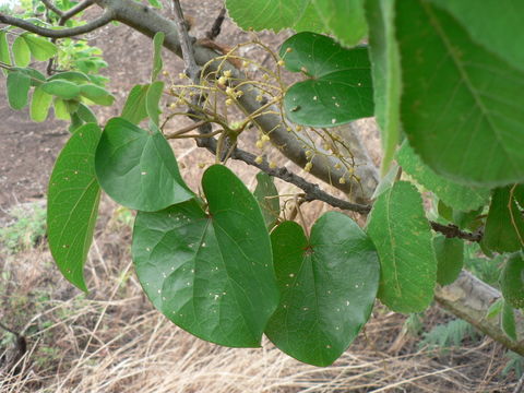 Image of Tinospora caffra (Miers) Troupin