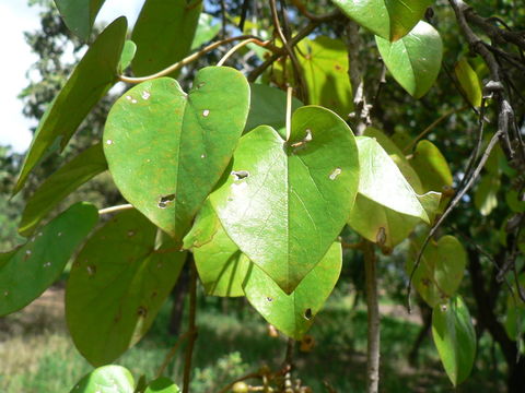 Image of Tinospora caffra (Miers) Troupin