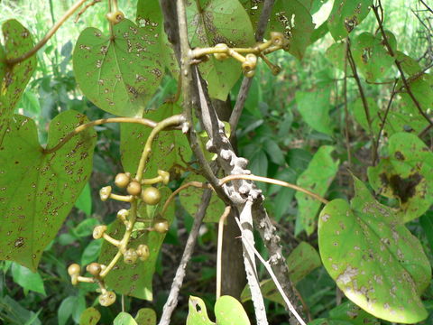 Image of Tinospora caffra (Miers) Troupin