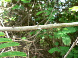 Image of <i>Acacia schweinfurthii</i> Brenan & Exell