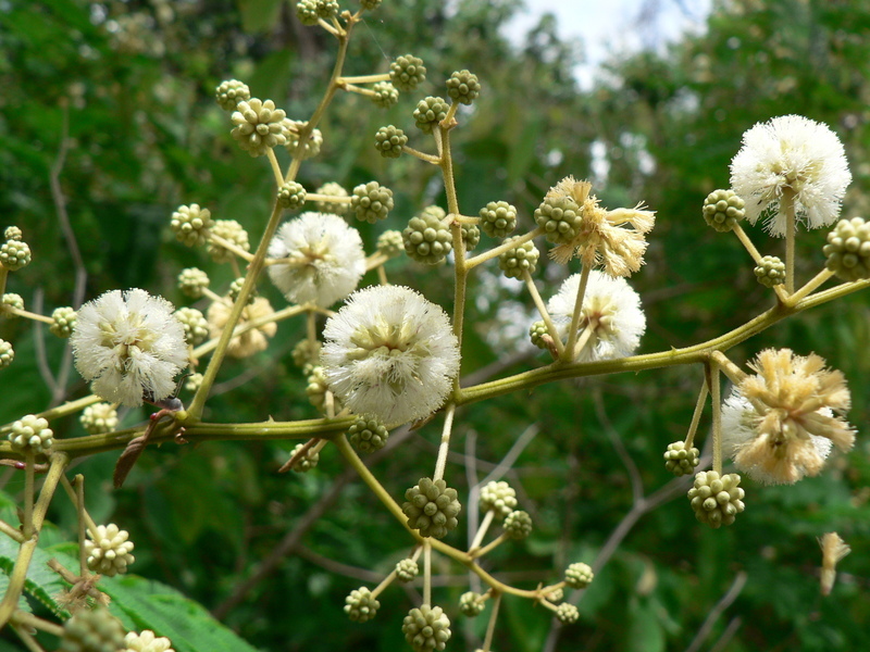 Image of <i>Acacia schweinfurthii</i> Brenan & Exell