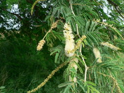 Слика од Faidherbia albida (Delile) A. Chev.