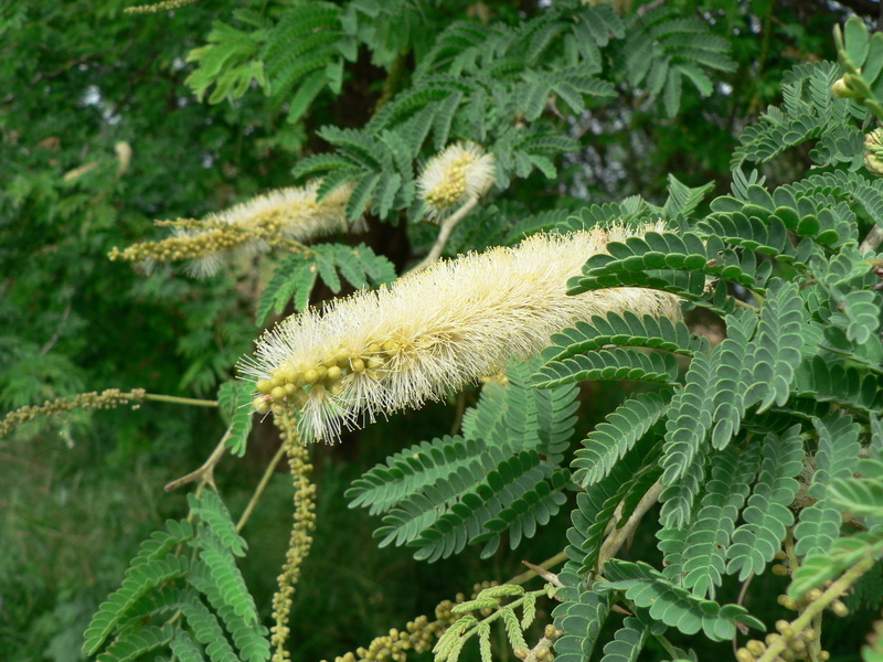 Слика од Faidherbia albida (Delile) A. Chev.