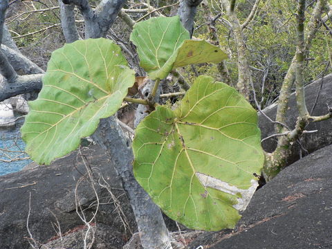 Image of Large-leaved rock fig