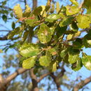 Plancia ëd Ficus glumosa Del.