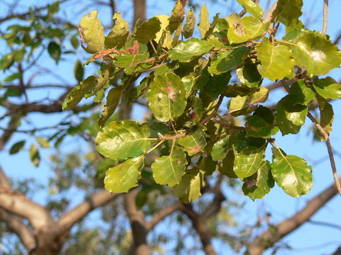 Plancia ëd Ficus glumosa Del.