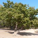 Слика од Ficus ingens (Miq.) Miq.