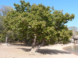 Слика од Ficus ingens (Miq.) Miq.