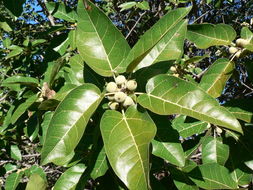 Слика од Ficus ingens (Miq.) Miq.