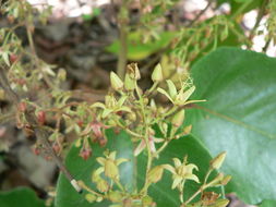 Image of Crawcraw vine
