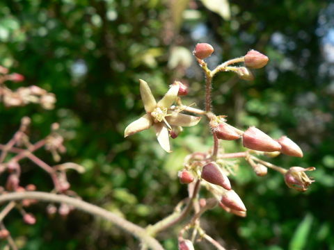 Image of Crawcraw vine