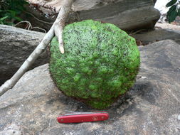 Image of African breadfruit