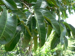 Image of African breadfruit