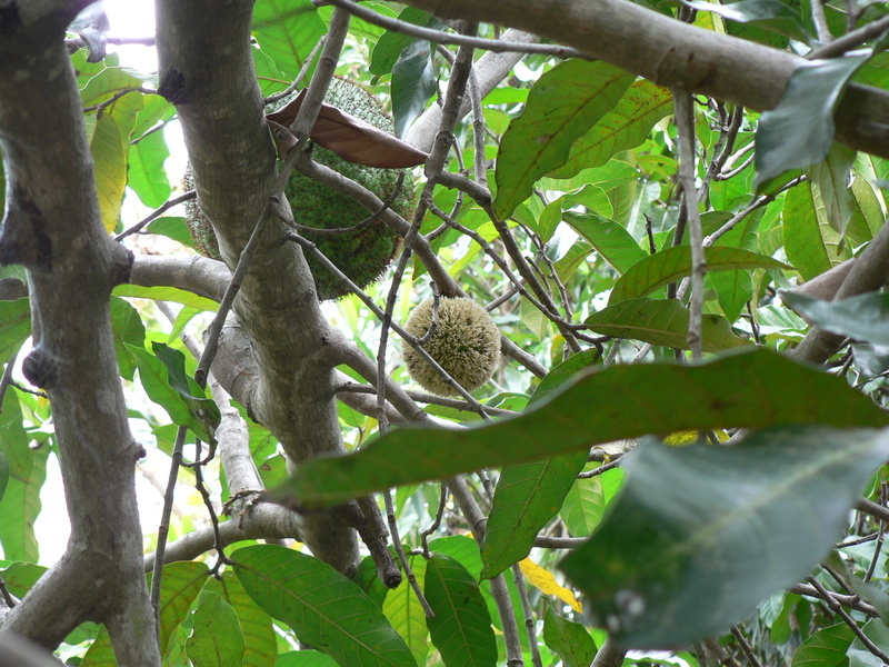 Image of African breadfruit