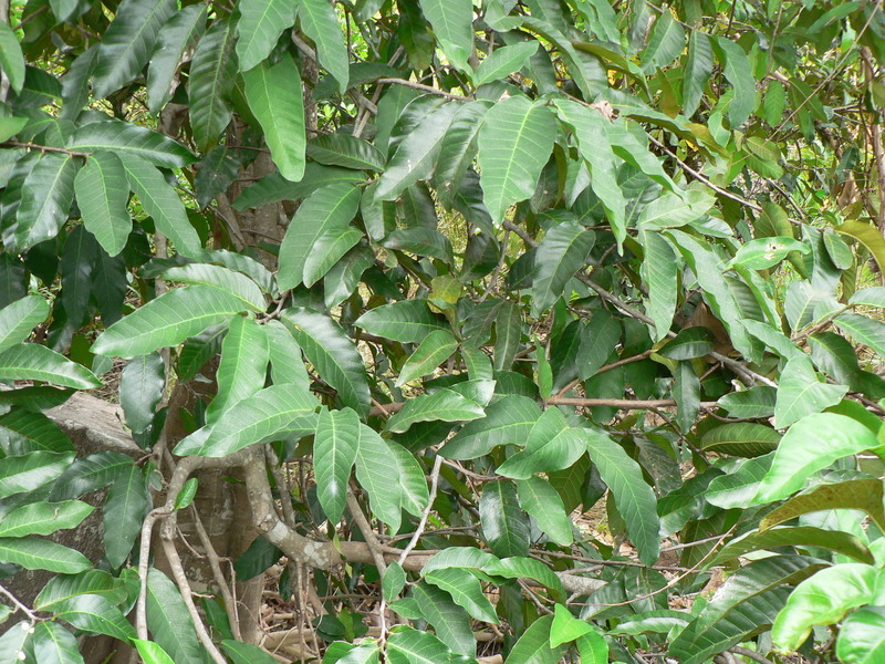 Image of African breadfruit