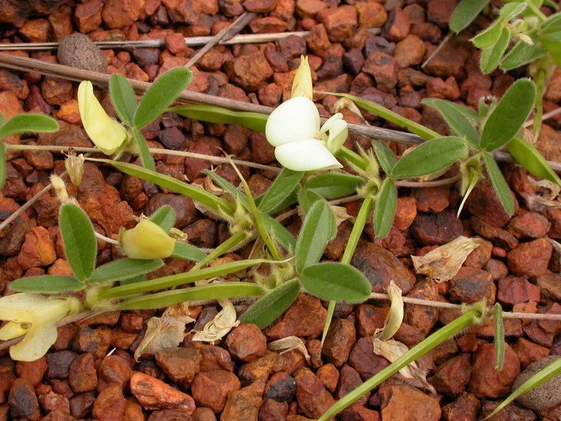 Image of Macrotyloma biflorum (Schum. & Thonn.) Hepper