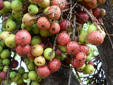 Image of Broom-cluster fig