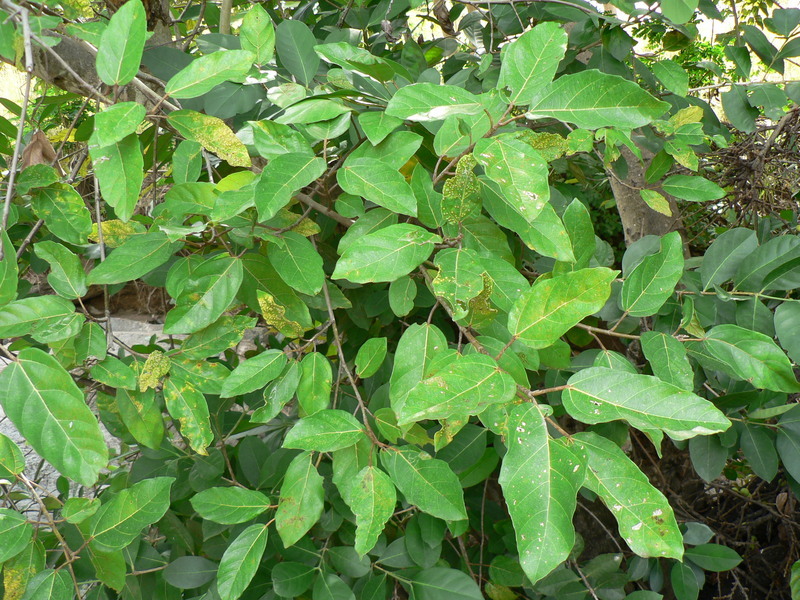 Image of Broom-cluster fig