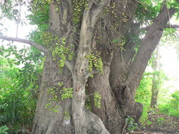 Image of Broom-cluster fig