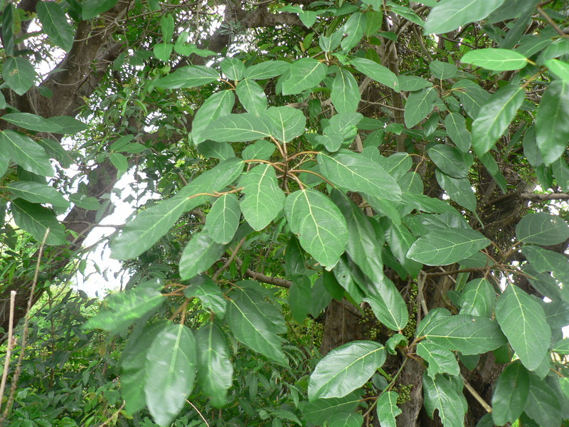 Image de Ficus sur Forssk.