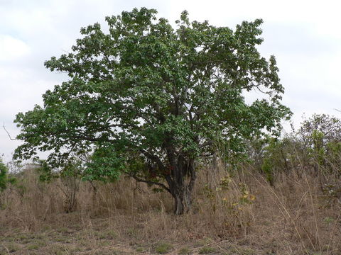 Image of Broom-cluster fig