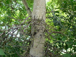 Image of Broom-cluster fig