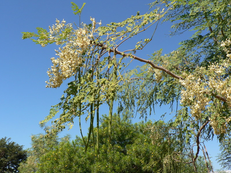 Sivun Ceyloninmoringa kuva