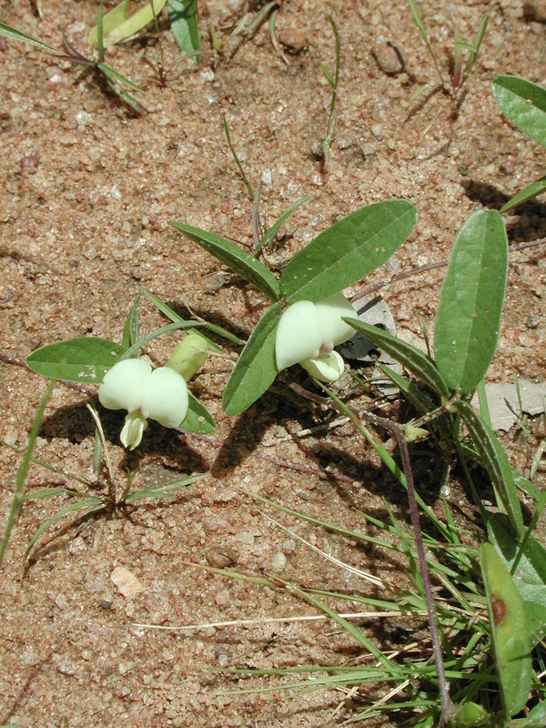 Image of Macrotyloma biflorum (Schum. & Thonn.) Hepper