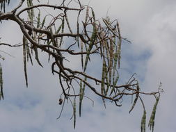 Image of horseradishtree