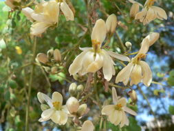 Imagem de Moringa oleifera Lam.