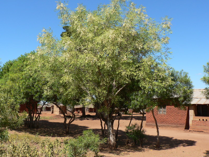 Imagem de Moringa oleifera Lam.