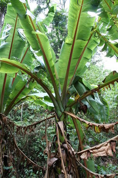 Plancia ëd Ensete ventricosum (Welw.) Cheesman