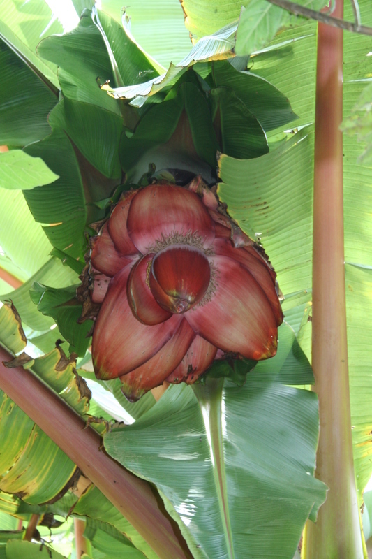 Image of Abyssinian banana