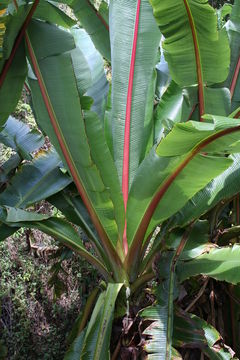 Plancia ëd Ensete ventricosum (Welw.) Cheesman