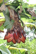 Image of Abyssinian banana