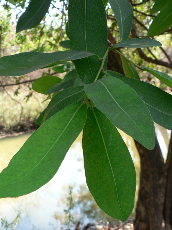 Syzygium guineense (Willd.) DC. resmi