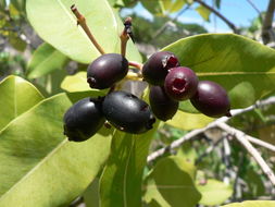 Syzygium guineense (Willd.) DC. resmi