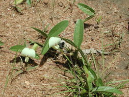 Image of Macrotyloma biflorum (Schum. & Thonn.) Hepper