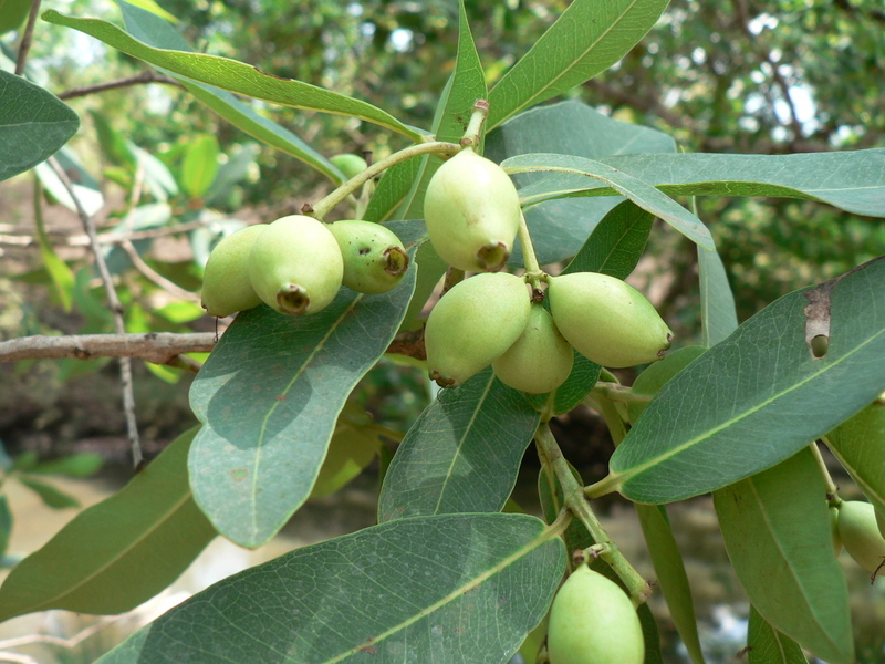 Syzygium guineense (Willd.) DC. resmi