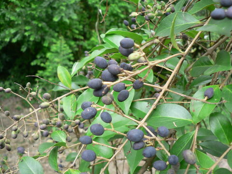 Image of East African Olive