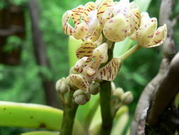 Image of Acampe pachyglossa Rchb. fil.