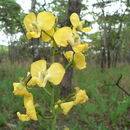 Image de Eulophia speciosa (R. Br.) Bolus