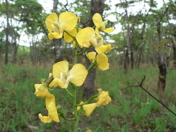 Image de Eulophia speciosa (R. Br.) Bolus